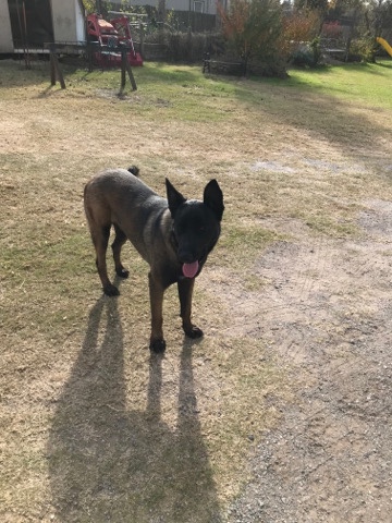 Belgian Shepherd Dog (Malinois) – Male Belgian Shepherd