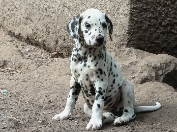 Dalmatian – Cachorro dalmata – Lugo