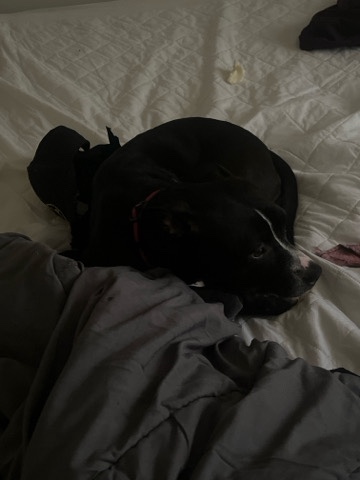 American Staffordshire Terrier – looking for better home