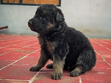 German Shepherd – German Shepherd – Mohanpura