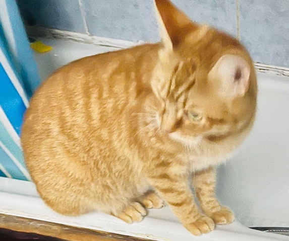 British Shorthair – British short hair ginger male