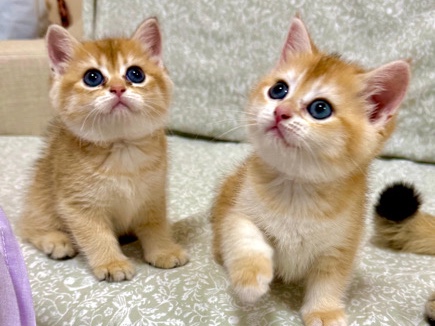 British Shorthair – British shorthair golden kittens – Sharjah