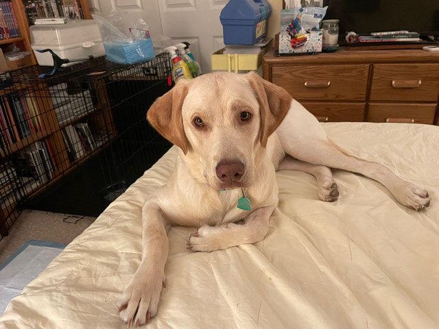 Labrador Retriever – Buster