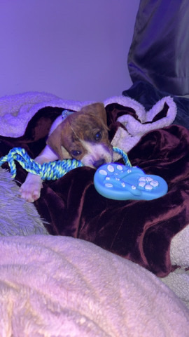 Puppy