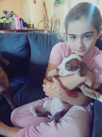 Boxer – puppies 8 weeks old