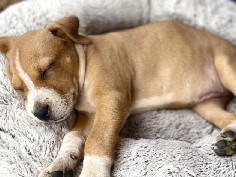 American Bulldog – Ava the puppy – Kings County