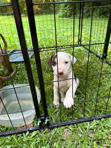 American Pit Bull Terrier – Pit puppies