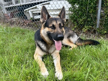 German Shepherd – Jackson – Rosedale