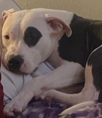 American Pit Bull Terrier – pitbull