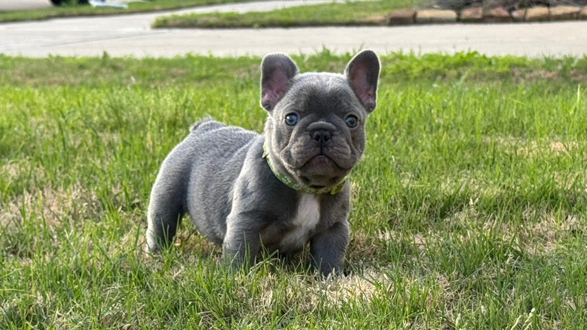 French Bulldog – French bulldog (Male Blue Frenchie)