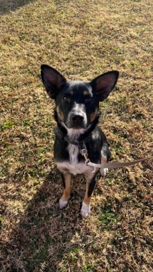 Australian Shepherd – Australian Shepard Mix