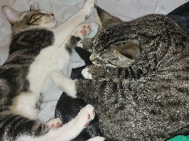 Adorable 2-Month-Old Kitten girls  Available in Riverside – Riverside