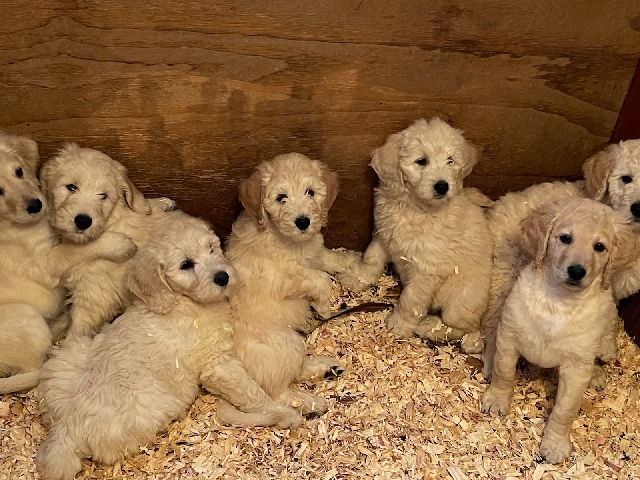 Golden Doodles