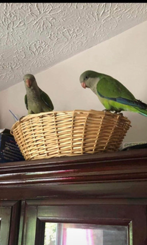 Quaker Parrot – 2 Quaker Parrots