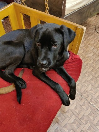 Labrador Husky – Master Tanish Nawani