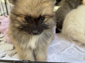Pomeranian – Pomeranian Puppies – Camilla