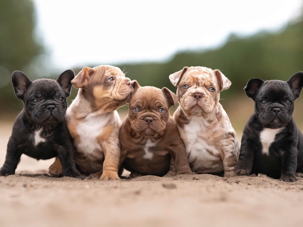 French Bulldog – Französische Buldogge