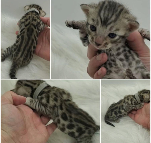 Bengal – bengal kittens ready in june