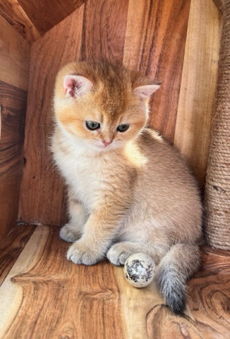 British Shorthair – Cute British Shorthair Kittens