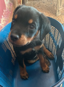 Rottweiler – dog