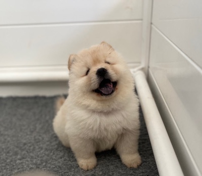 Chow Chow – chow chow puppies
