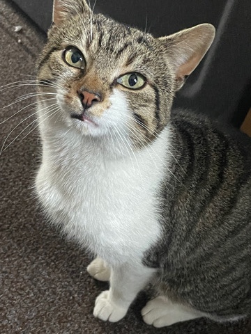 FREE tabby cat