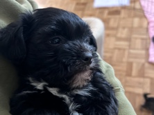Shih Tzu – YorkiePoo/Shitzu – Sterling
