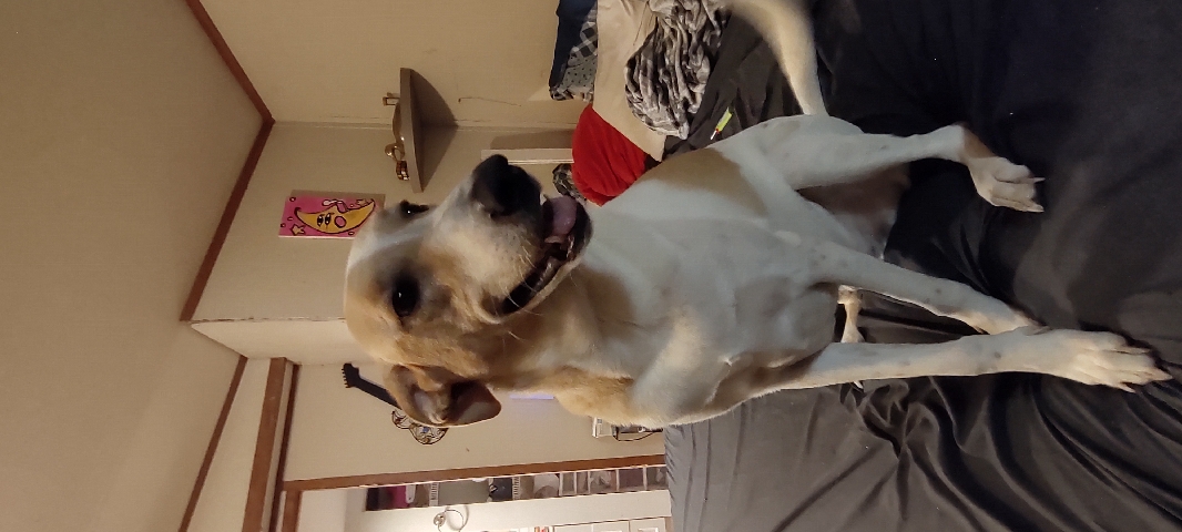 Labrador Retriever – Lab/Labrador
