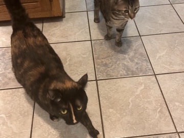 Find our cats a home – Fayetteville