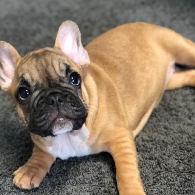 French Bulldog in Lisbon