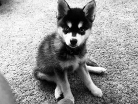 Alaskan Klee Kai – Purebred Alaskan Klee Kai Puppy – 15 Weeks Old – North Las Vegas
