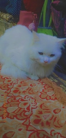 Persian (Traditional) – Persian white cat