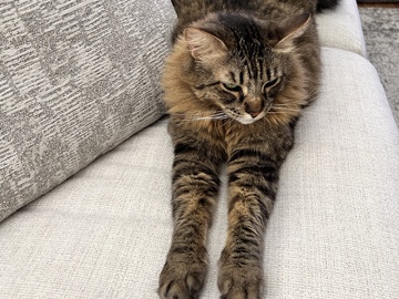 Need to Rehome My Fur Babies – Thousand Palms