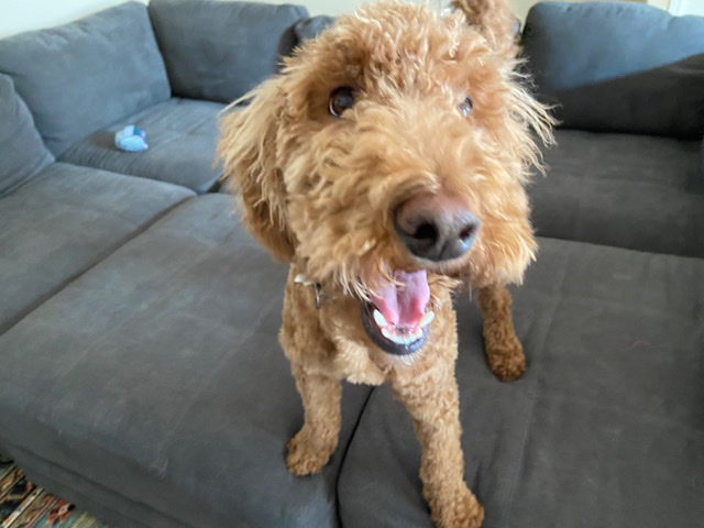 Bodhi the Doodle