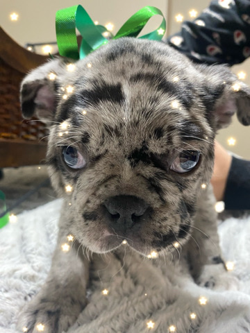 French Bulldog – Frenchtons
