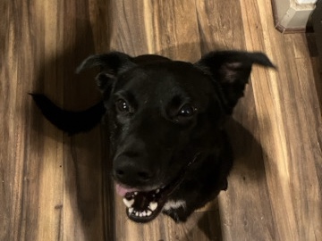 Labrador Retriever – URGENTLY needs home!! – Katy