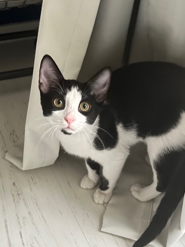 Kittens for adoption
