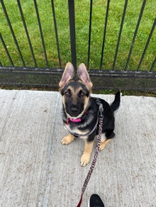 German Shepherd – German Shepherd