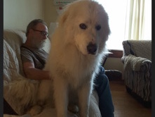 Image of Great Pyrenees