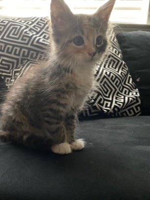 Russian White, Black and Tabby – tabby cat