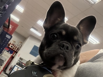 French Bulldog – Friendly French Bulldog Puppy – 7 Months Old in New Britain – New Britain