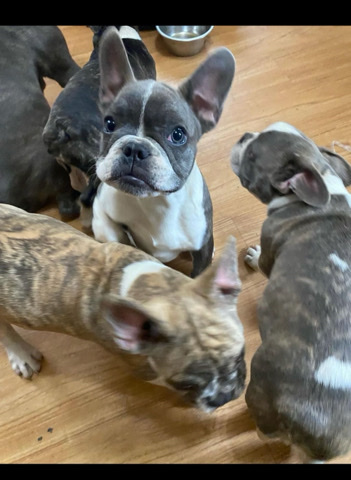 puppy for sell