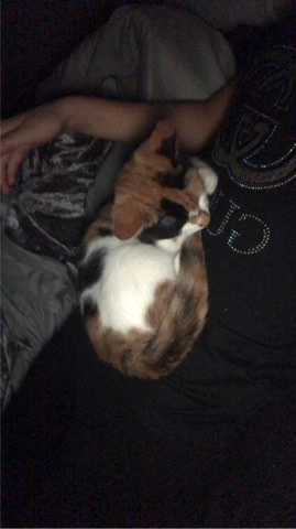 California Spangled – Beautiful Kitten