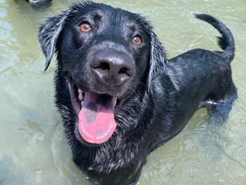 Labrador Retriever – Friendly Labrador/German Shepard Mix – Bartlett