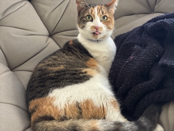 Russian White, Black and Tabby – Three-legged Calico – Eugene