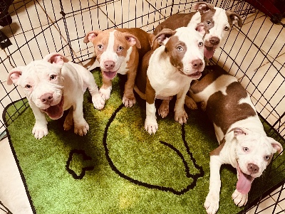 American Bulldog – American Bully Puppies – Birmingham