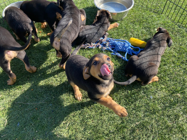 German Shepherd – German Shepherd/ Doberman Puppies