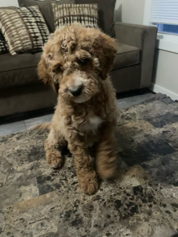 Golden Retriever – golden doodle