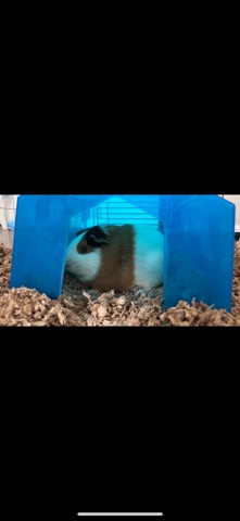 Any – Guinea pig