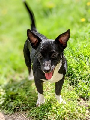 Jack Russell Terrier – Beautiful 4 year old ***** – Bleadon